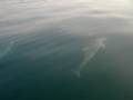 barmouth dolphins