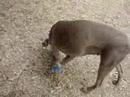 10-14-07 Scarlet Purebred female Weimaranar