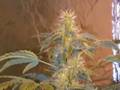 growroom PP babilonia