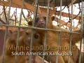 Kinkajous Kinkajous