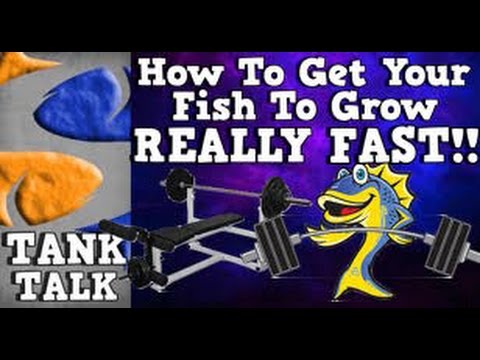 how to make mbuna grow faster