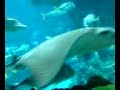 ocean park1 ocean park1