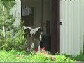 5 day old Pinto Arabian foal - first time out of the barn