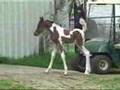 5 day old Pinto Arabian foal - first time out of the barn
