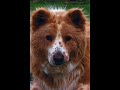 Pets Vid (Version 2) 