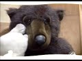 Bear Knut Videoclip
