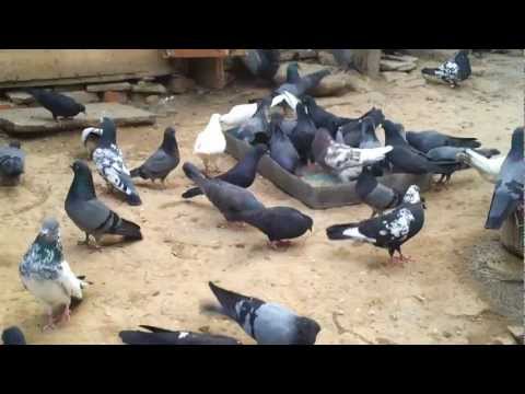 indian pigeon - Indian hare pigeon Masad Party.