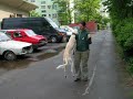 Saluki Jump