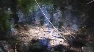 قرية الخصاص تصوير حي من داخل القرية