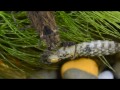 Természetbarát: A vízi poloskák