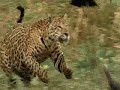 Pantanal Jaguar Scavenging