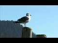 3 Beautiful Oceanview Lots, Yachats, Or. / Yachats Video Tour