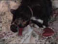 Valentine Cat Wash - Calico Priorities