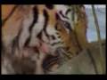 Predatorial Stripes - The Majestic Panthera Tigris