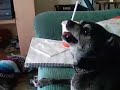 crazy dog