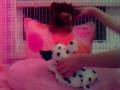 videos de Webkinz Music Video - Love Story - Taylor Swift