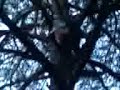 jos kakt uit de boom