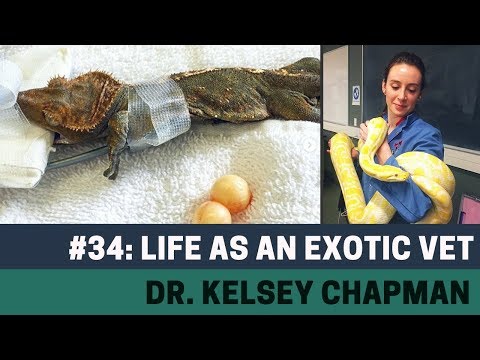YouTube reptile video