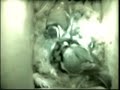 Tits feeding thier newborn chicks 2007, Subscribe now 2008!