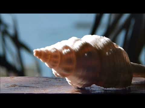 Vídeo de Coral Reef Beach Aruba