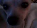 Ruby the Chihuahua