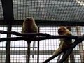 THE SMALL MAMMAL HOUSE (the zoo)