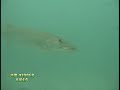 Wild Musky Encounters