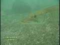 Wild Musky Encounters