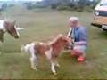 Musical Ponies in the Pyrenees