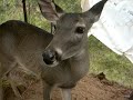 My Mexican white tailed deer