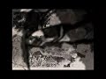 The Greenhornes [Feat. Holly Golightly] - There Is an End