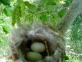 Humming bird nest March 27 2007