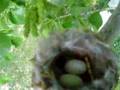 Humming bird nest March 27 2007