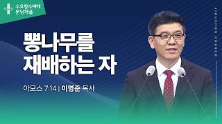 (분당채플) 뽕나무를 재배하는 자