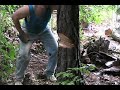 Cutting Down Trees Using Power Pulls Cutting Down Trees Using Power Pulls