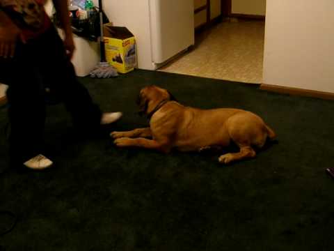 boerbull