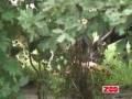 videos de Ulvehieraki