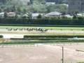 福島競馬場のラチの隙間に雀の巣