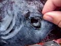 Strange Fish Caught in Burgeo Newfoundland