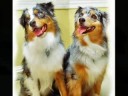 Doggies!!!!!