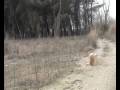 RAPACES DEL CINCA MEDIO. B�HO REAL