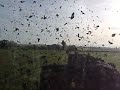 Spreading muck Spreading muck