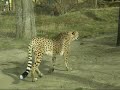 Running Cheetahs and Feeding