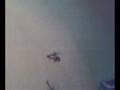 NICKY n the HELICOPTER