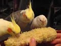 two cockatiels and a budgie eat corn together (w/ music)