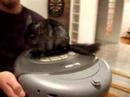Roomba Chinchilla