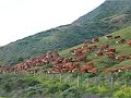 Cattle Drive along the Pacific Coast Highway