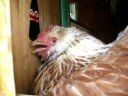 Broody Chicken Broody Chicken
