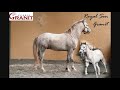 ecurie elevage granit