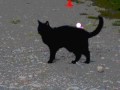 videos de Cat mania